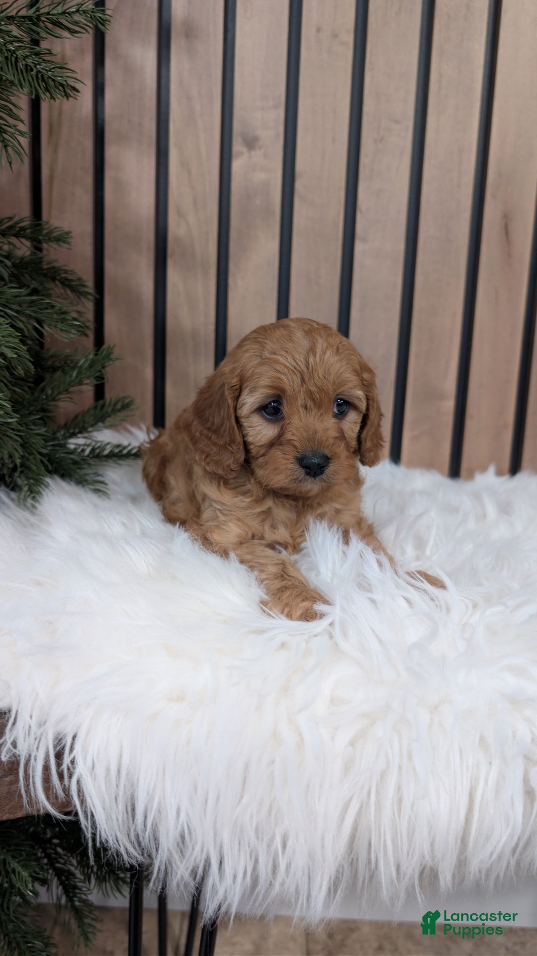 Cavapoo dogs for sale: Annika - Ad 3