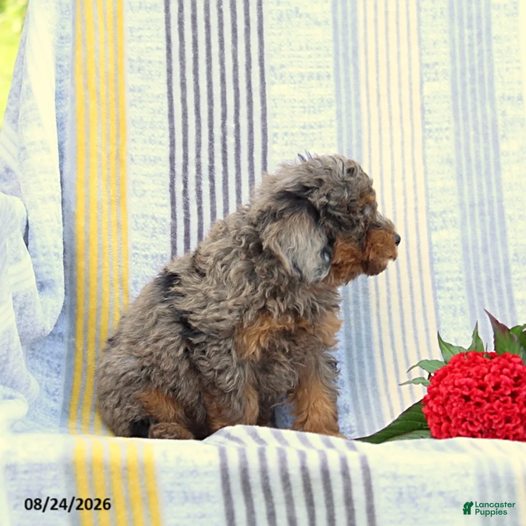 Miniature Poodle dogs for sale: Sweetheart - Ad 4