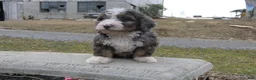 Mini Bernedoodle dogs for sale: Mini Bernedoodle Dusty - Ad 3