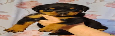 Rottweiler 1 male