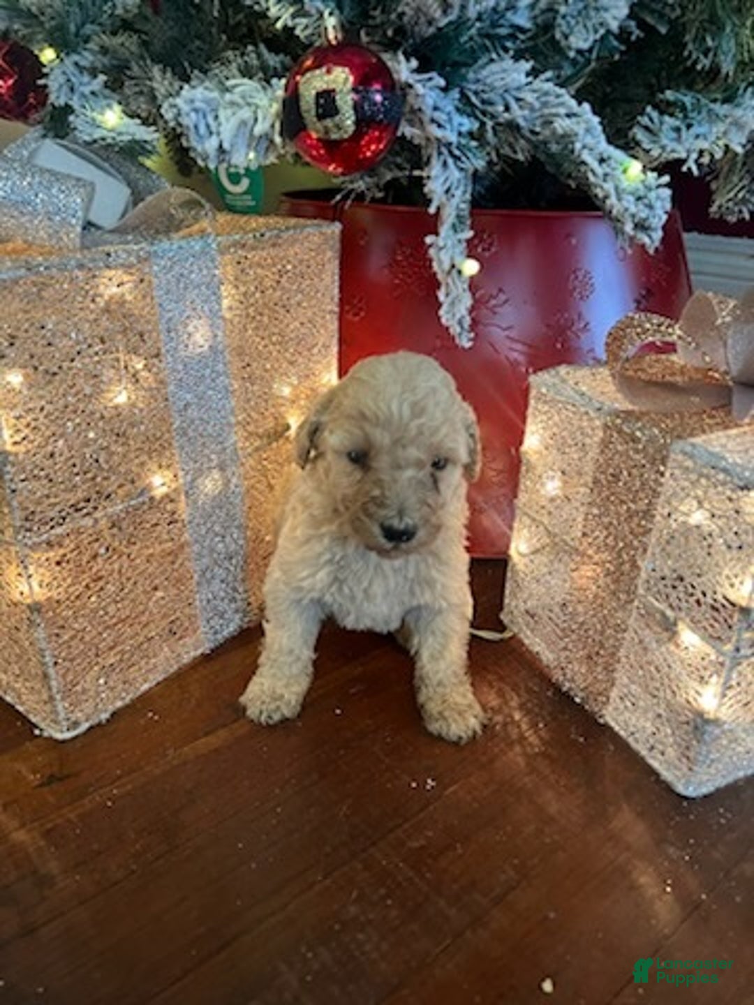 Standard Poodle dogs for sale: Rose - Ad 2