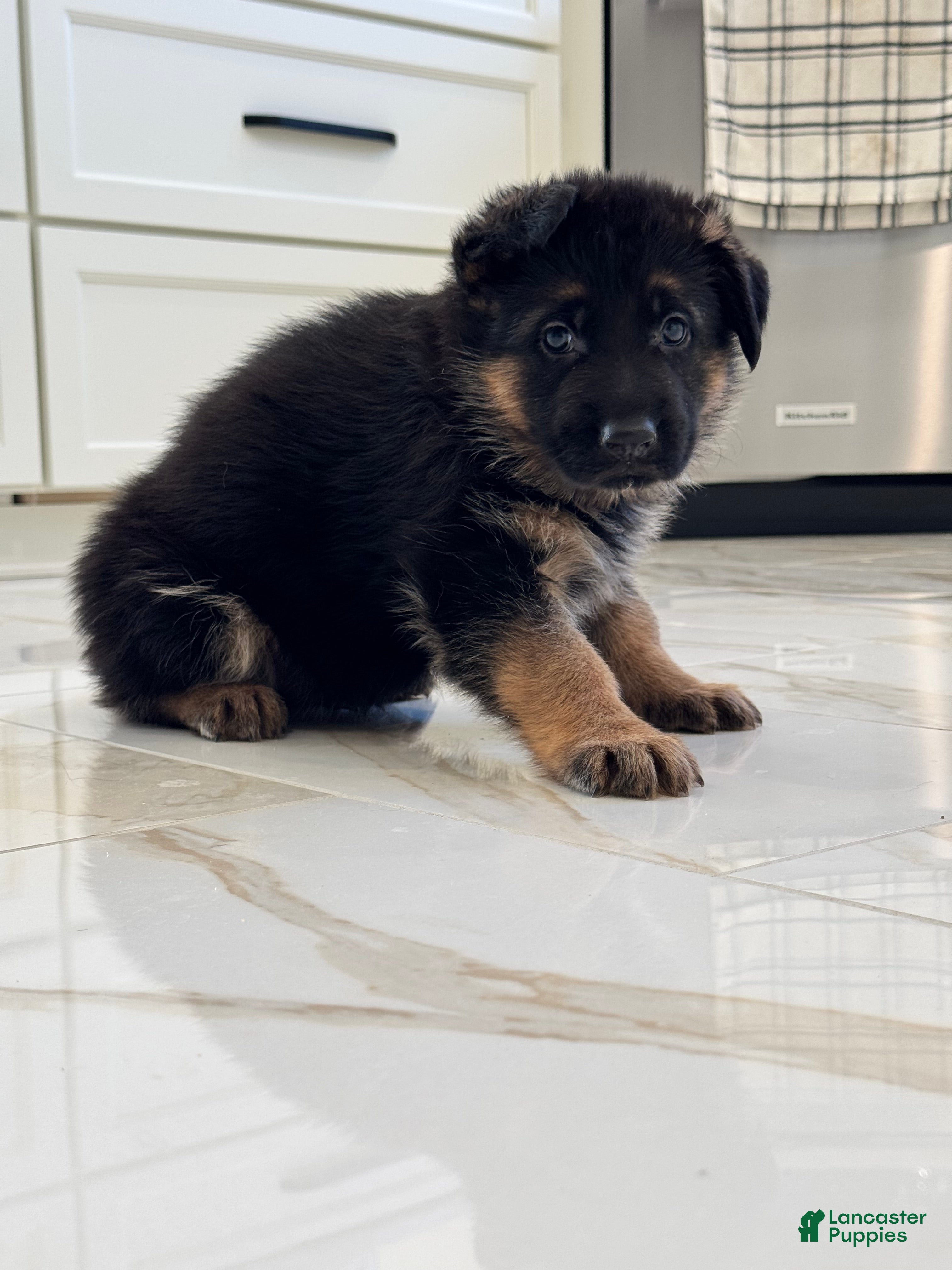 German Shepherd dogs German Shepherd Puppy 3 - Ad 13