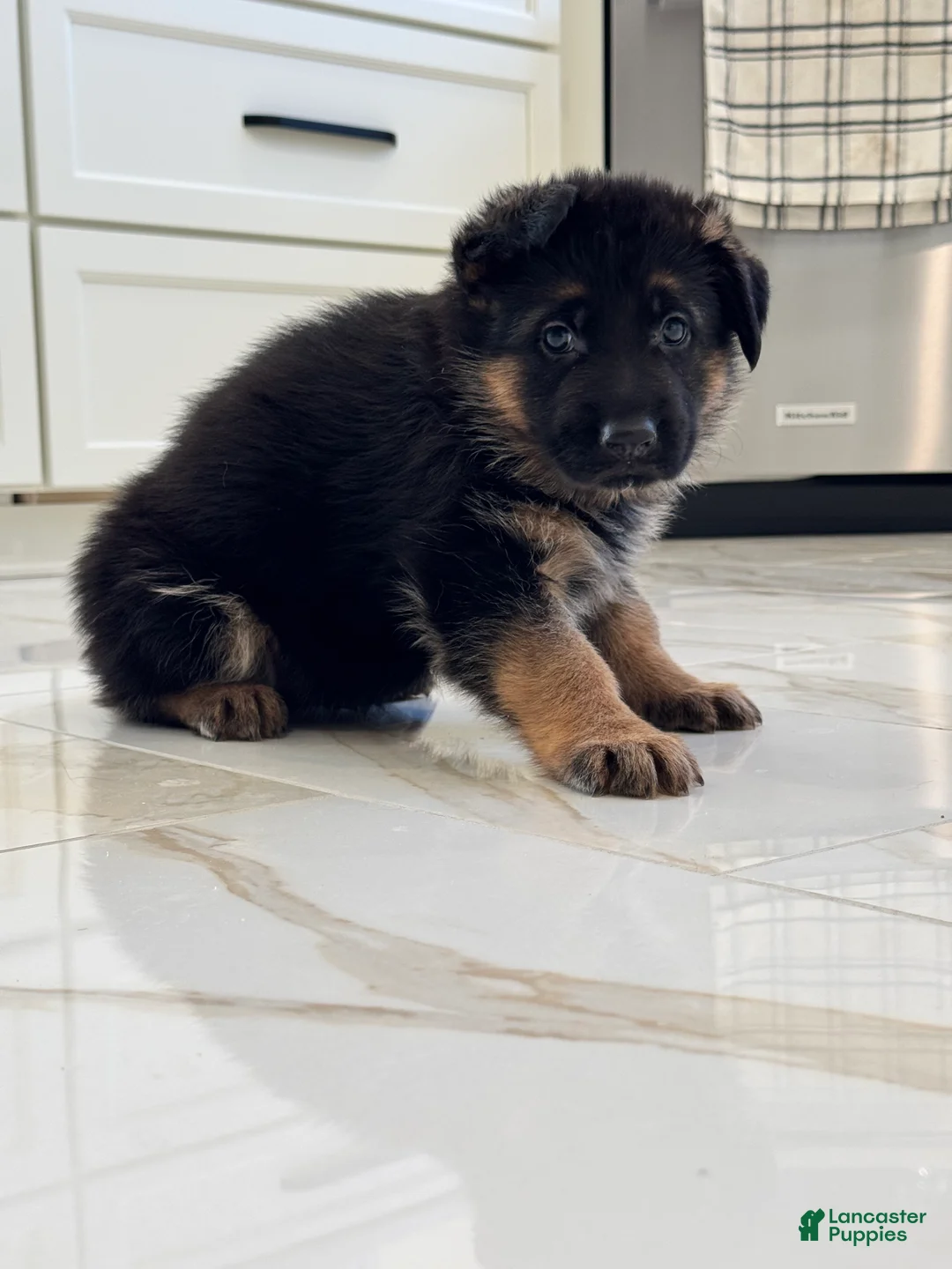 German Shepherd dogs for sale: German Shepherd Puppy 3 - Ad 2