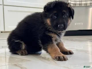 German Shepherd dogs German Shepherd Puppy 3 - Ad 13