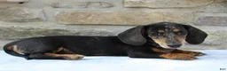 Miniature Dachshund dogs for sale: Patrick - Ad 3