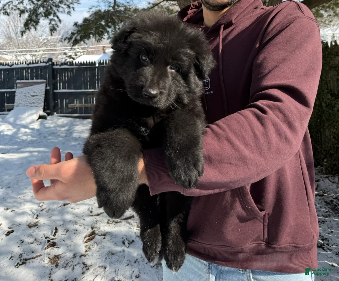 German Shepherd dogs for sale: Draco - Ad 15