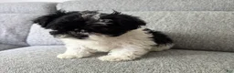 Shih Tzu dogs for sale: Stacey - Ad 4