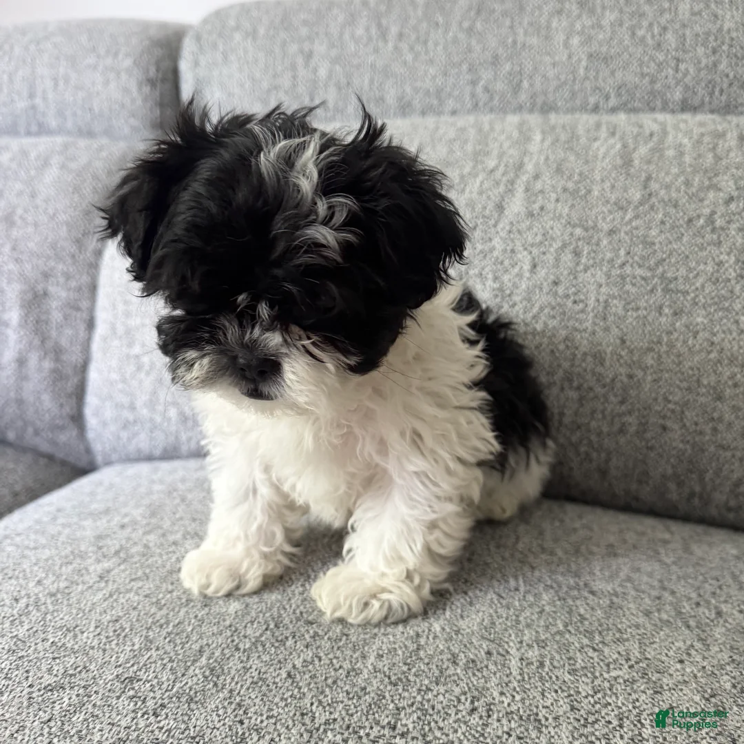 Shih Tzu dogs for sale: Stacey - Ad 4