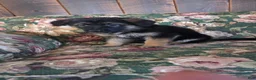 German Shepherd dogs for sale: Heather - Ad 4