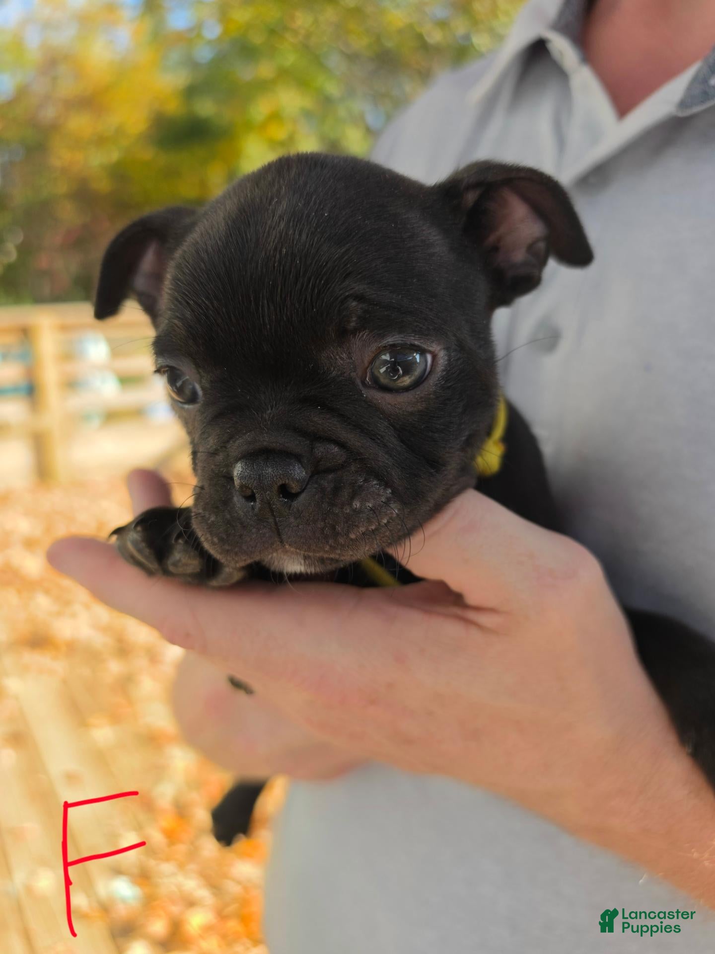 Frenchton dogs for sale: Sadie - Ad 16
