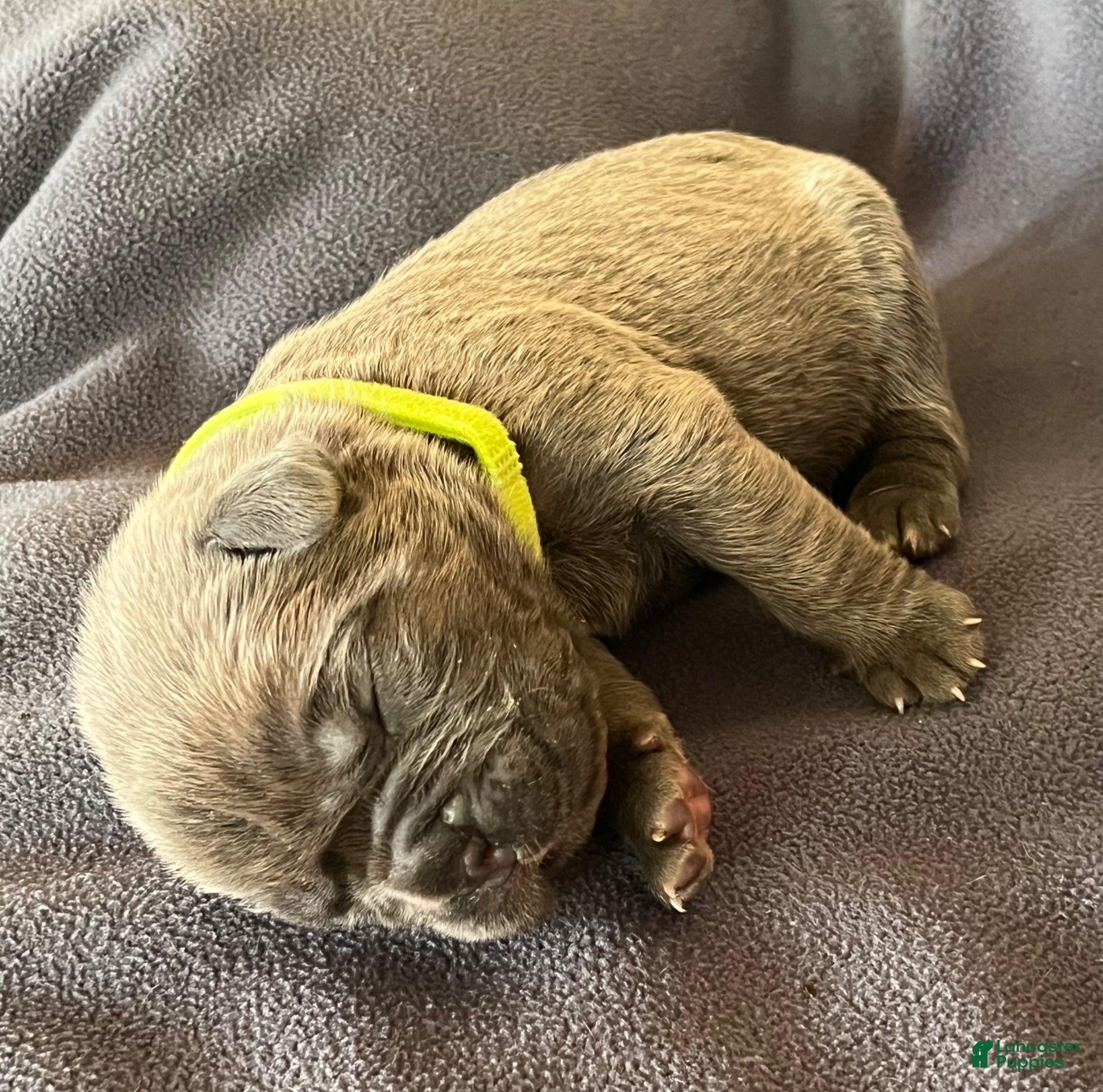 Cane Corso dogs Green collar - Ad 1