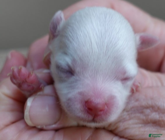 Toy Poodle dogs Maya 3 7/8 ounces  - Ad 18