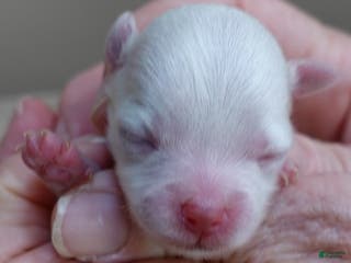 Toy Poodle dogs Maya 3 7/8 ounces - Ad 23