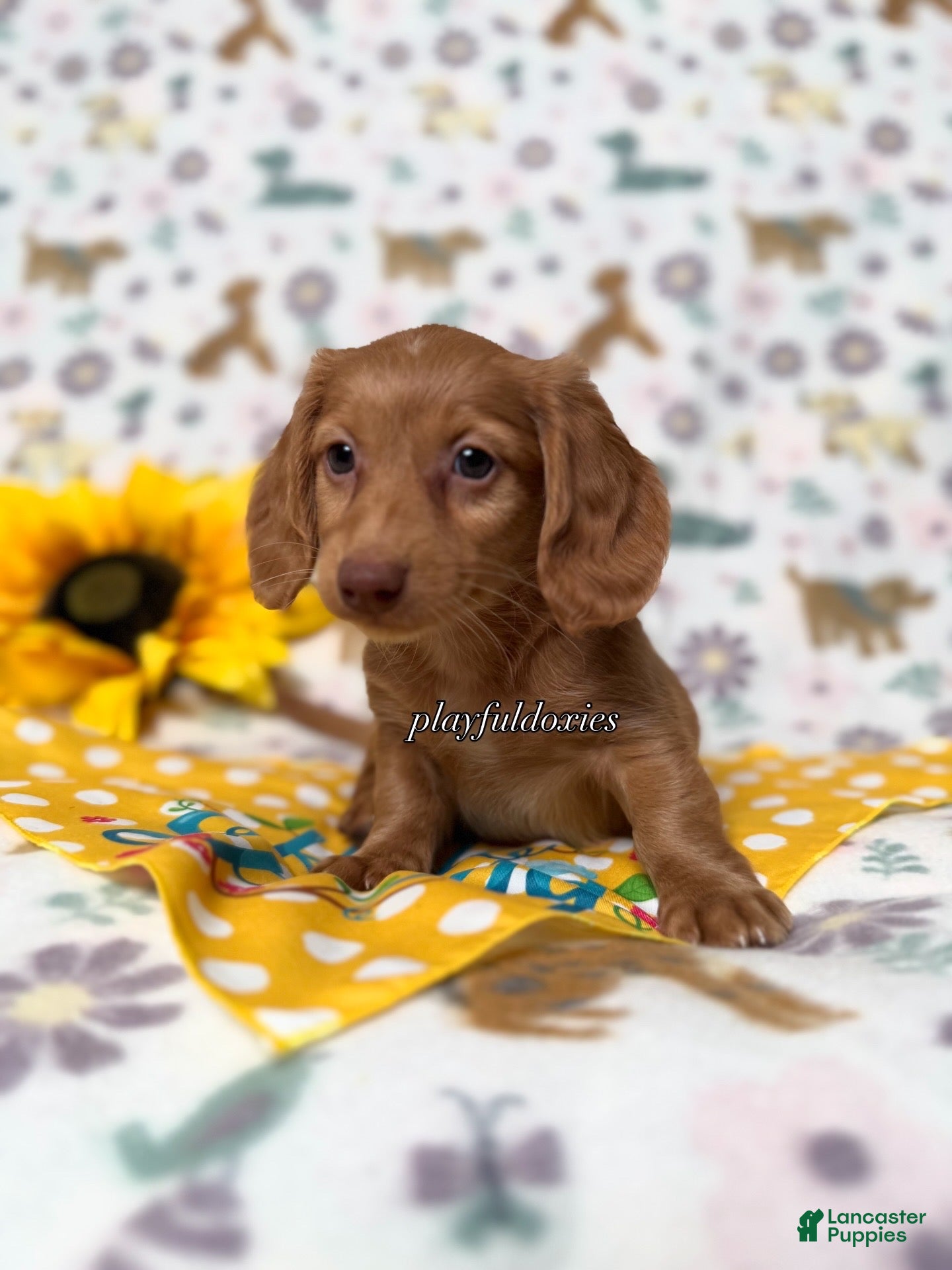 Dachshund dogs AKC Red Long Haired Female Dachshund DNA CLEAR - Ad 2