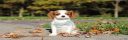 Cavalier King Charles Spaniel dogs for sale: Arlo - Ad 4