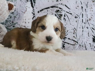 Bernedoodle dogs Scout - Ad 33