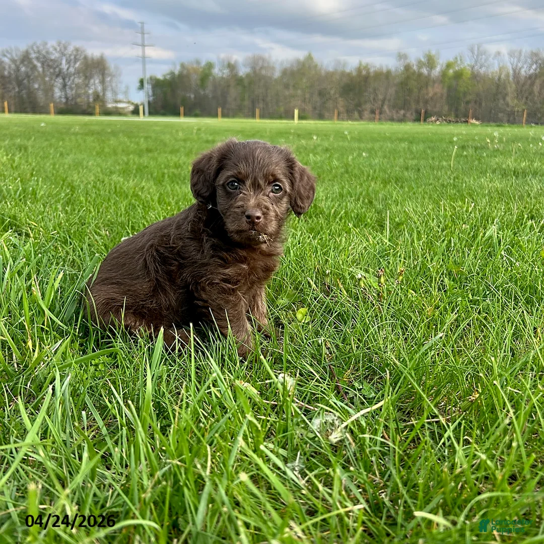 Yorkiepoo dogs for sale: Hershey - Ad 4
