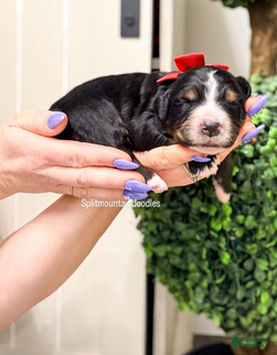 Bernedoodle dogs Venice - Ad 42