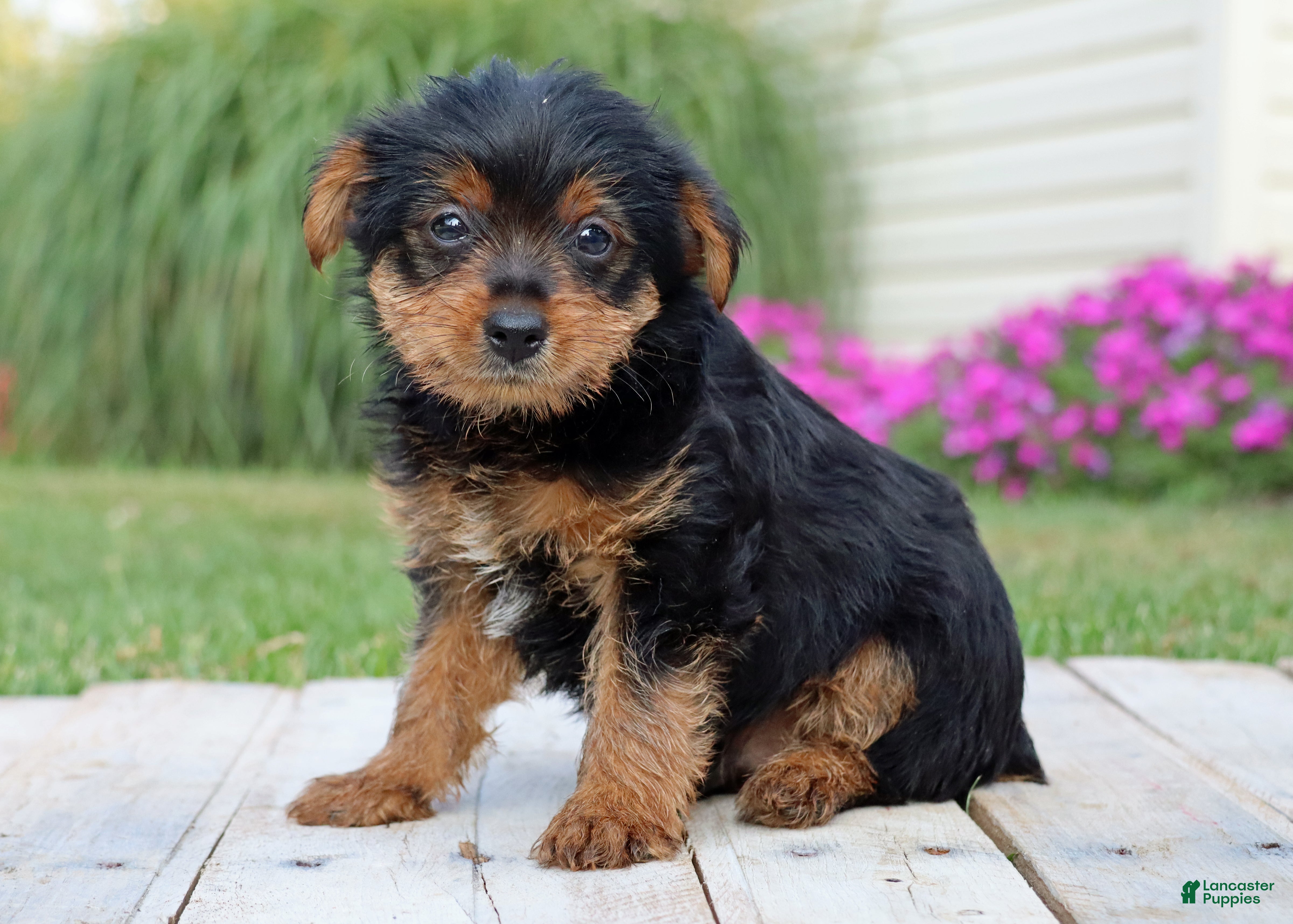 Yorkshire Terrier dogs Pepsi - Ad 1