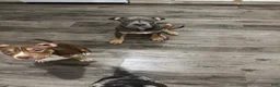 American Bully dogs for sale: American Bully 3 - Ad 3
