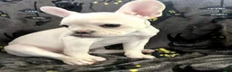 French Bulldog dogs for sale: BonBon - Ad 3
