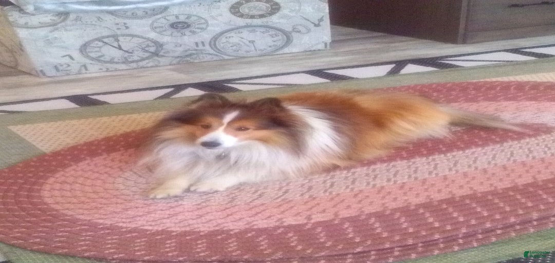 Gallery Image {{count}}