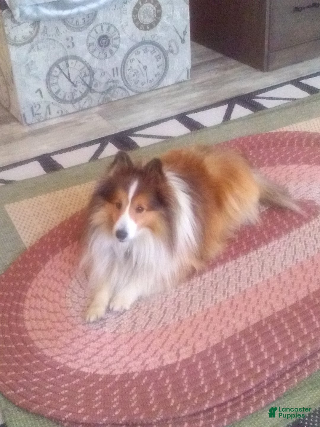 Gallery Image {{count}}