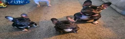 French Bulldog dogs for sale: Lucy - Ad 6
