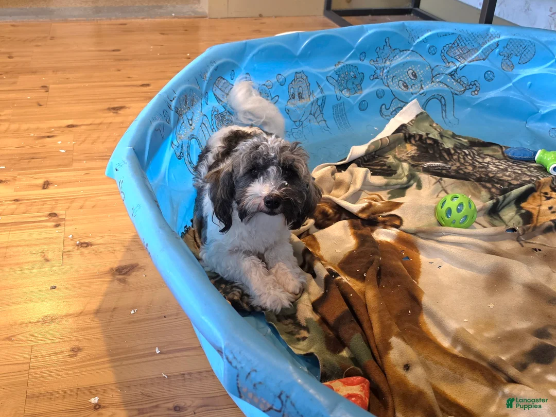Havanese dogs for sale: Javon - Ad 1