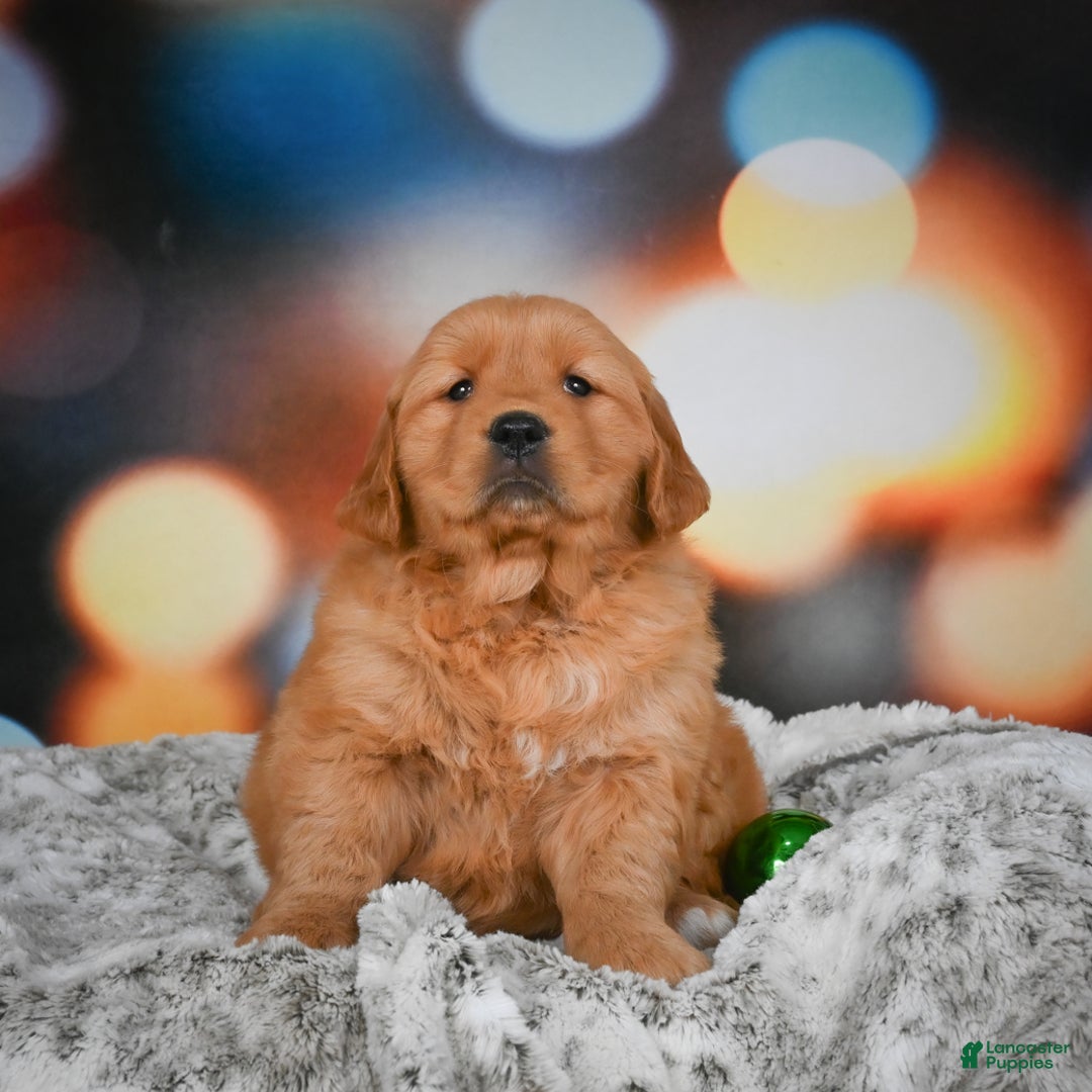 Golden Retriever dogs for sale: Bella - Ad 7