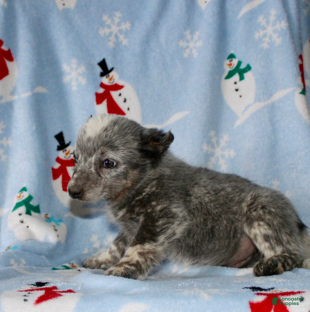 Australian Cattle Dog dogs for sale: Rocky - Ad 6