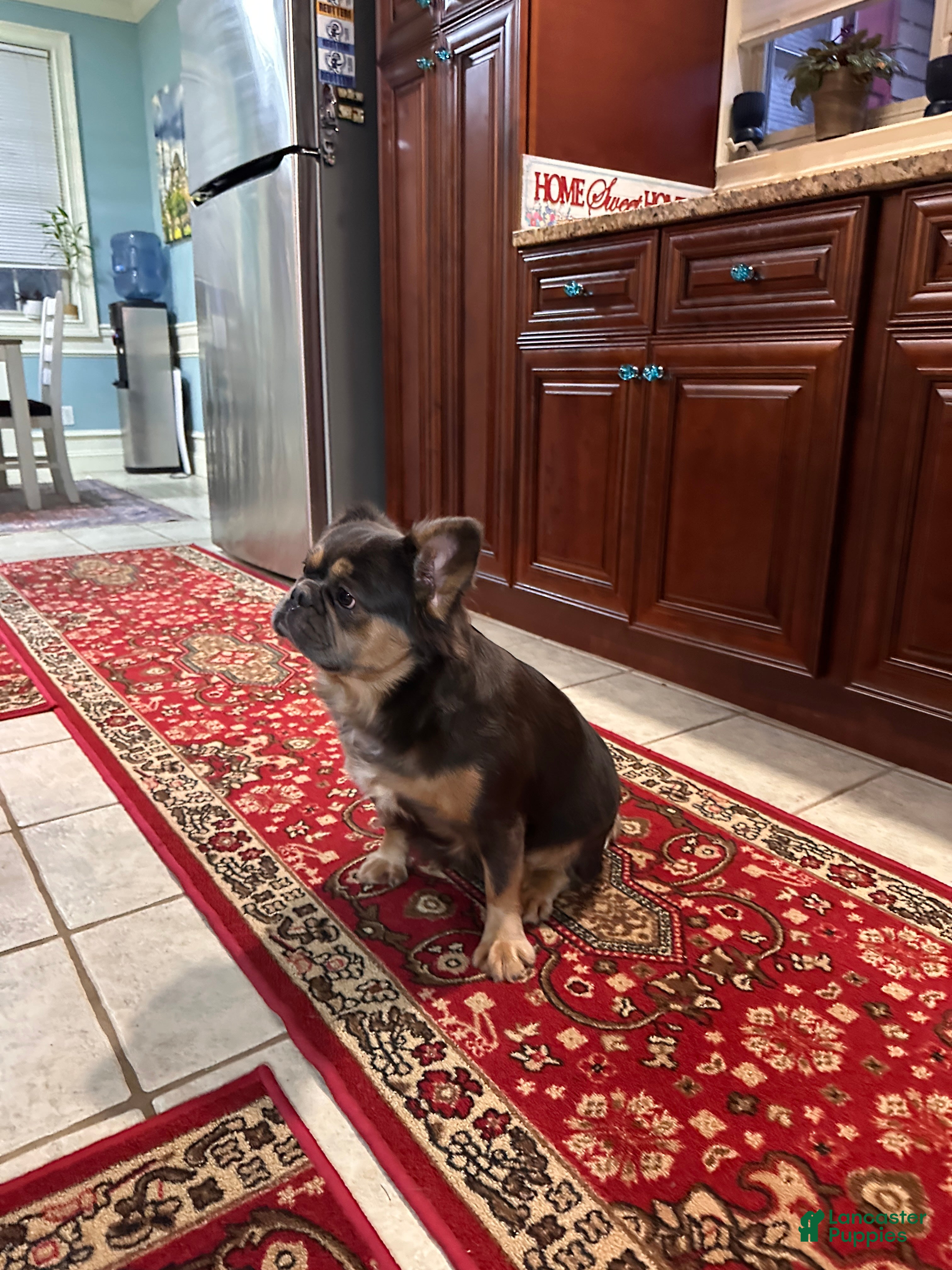 French Bulldog dogs Lily  - Ad 22