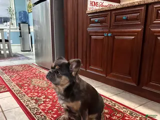 French Bulldog dogs for sale: Lily - Ad 1