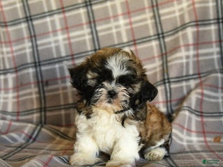 Shih Tzu dogs - Ad 17
