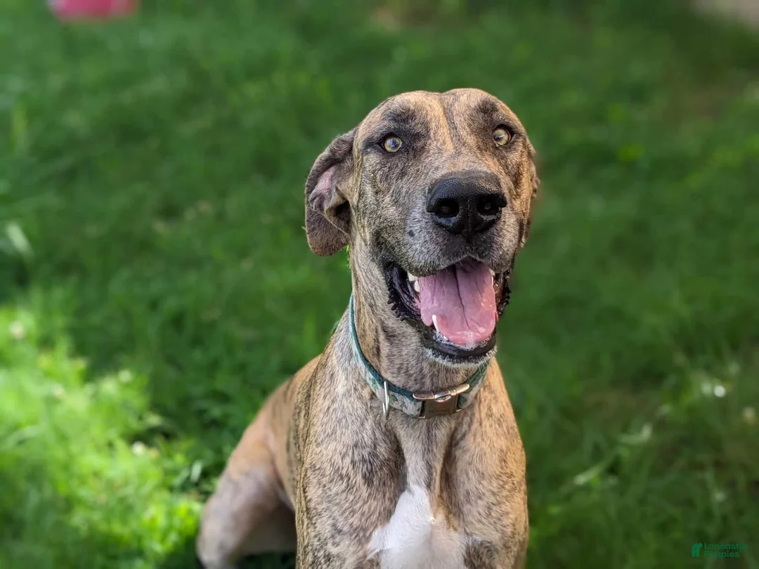 Gallery Image {{count}}