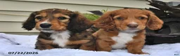 Miniature Dachshund dogs for sale: Caramel Cream - Ad 5
