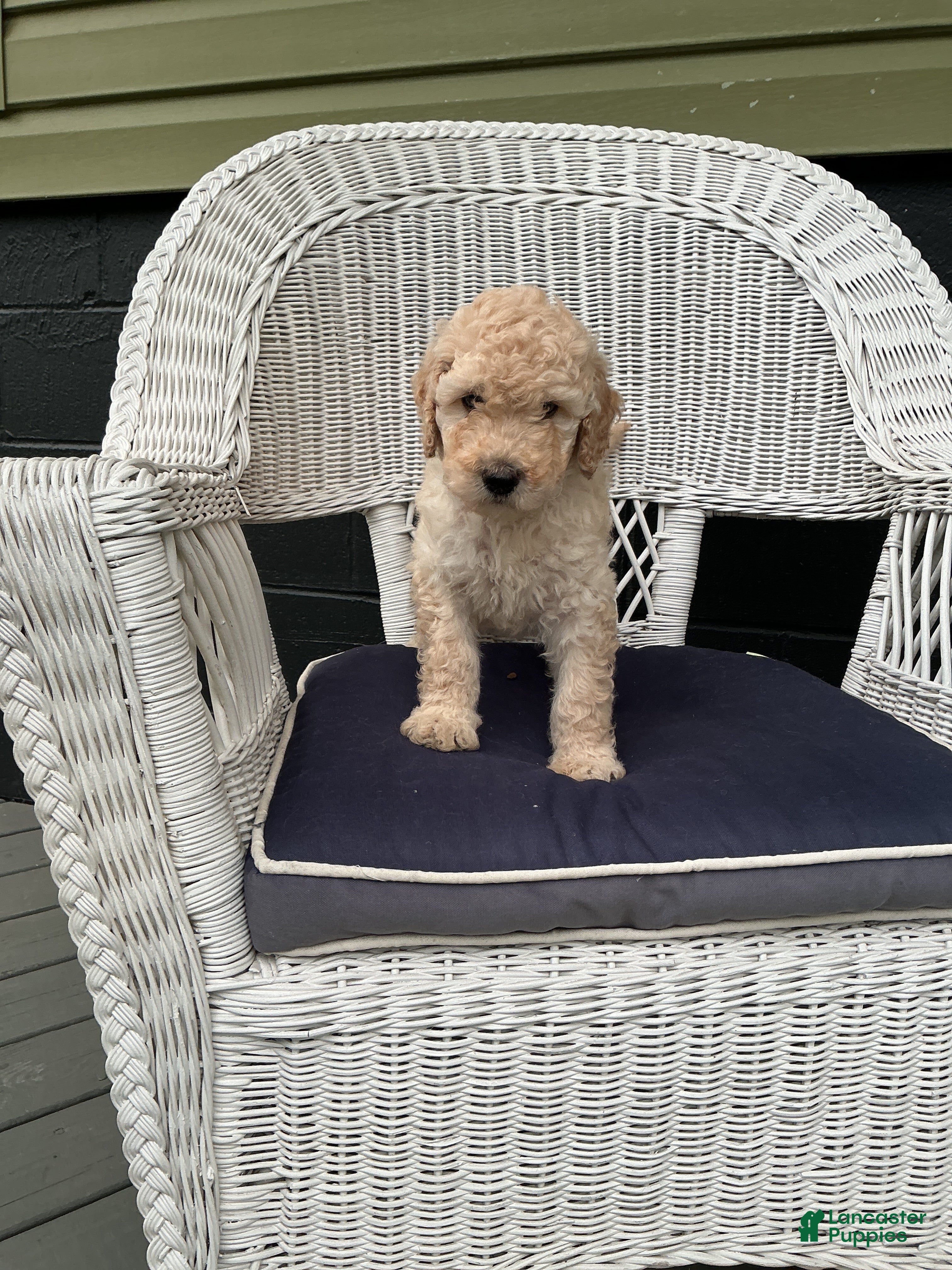 Goldendoodle dogs Goldendoodle 2 - Ad 1