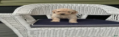 Goldendoodle 2
