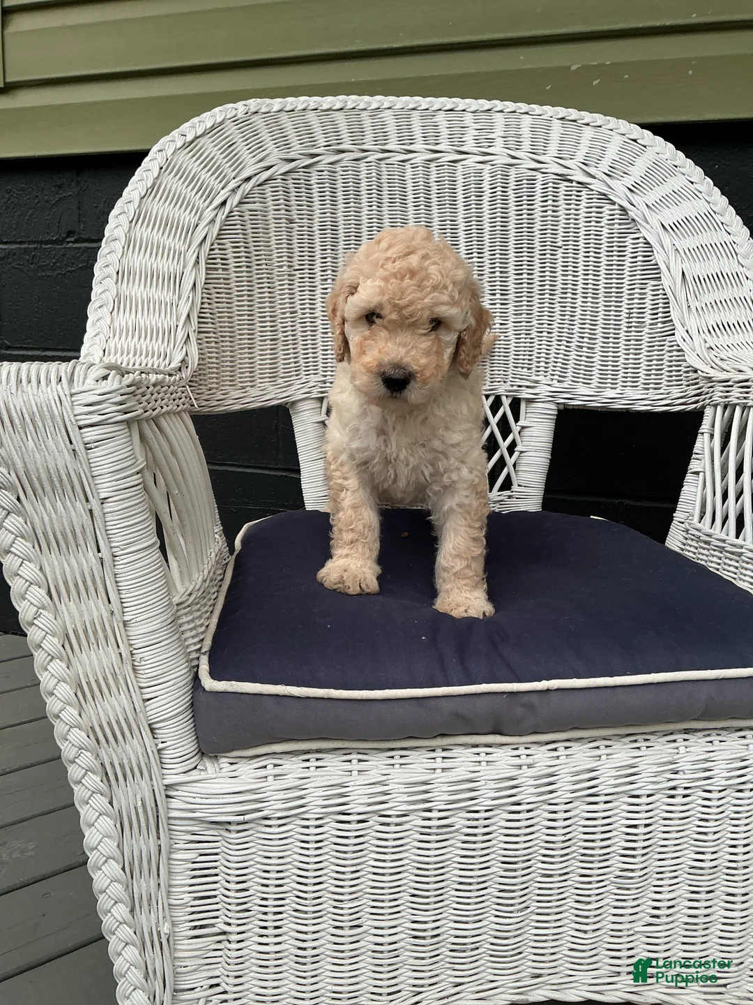 Goldendoodle dogs for sale: Goldendoodle 2 - Ad 1
