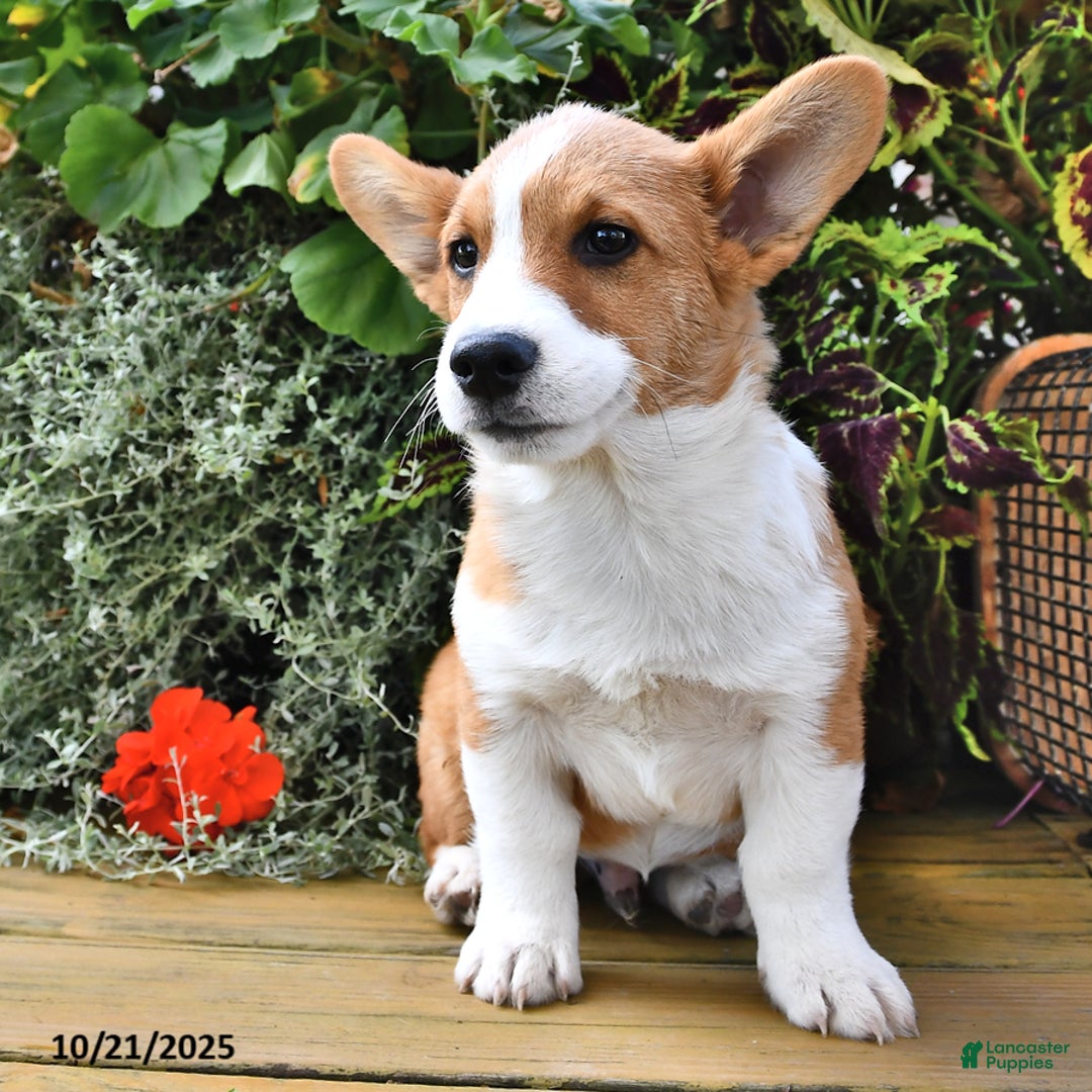 Welsh Corgi Pembroke dogs for sale: Nugget - Ad 8