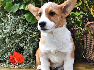 Welsh Corgi Pembroke dogs - Ad 7