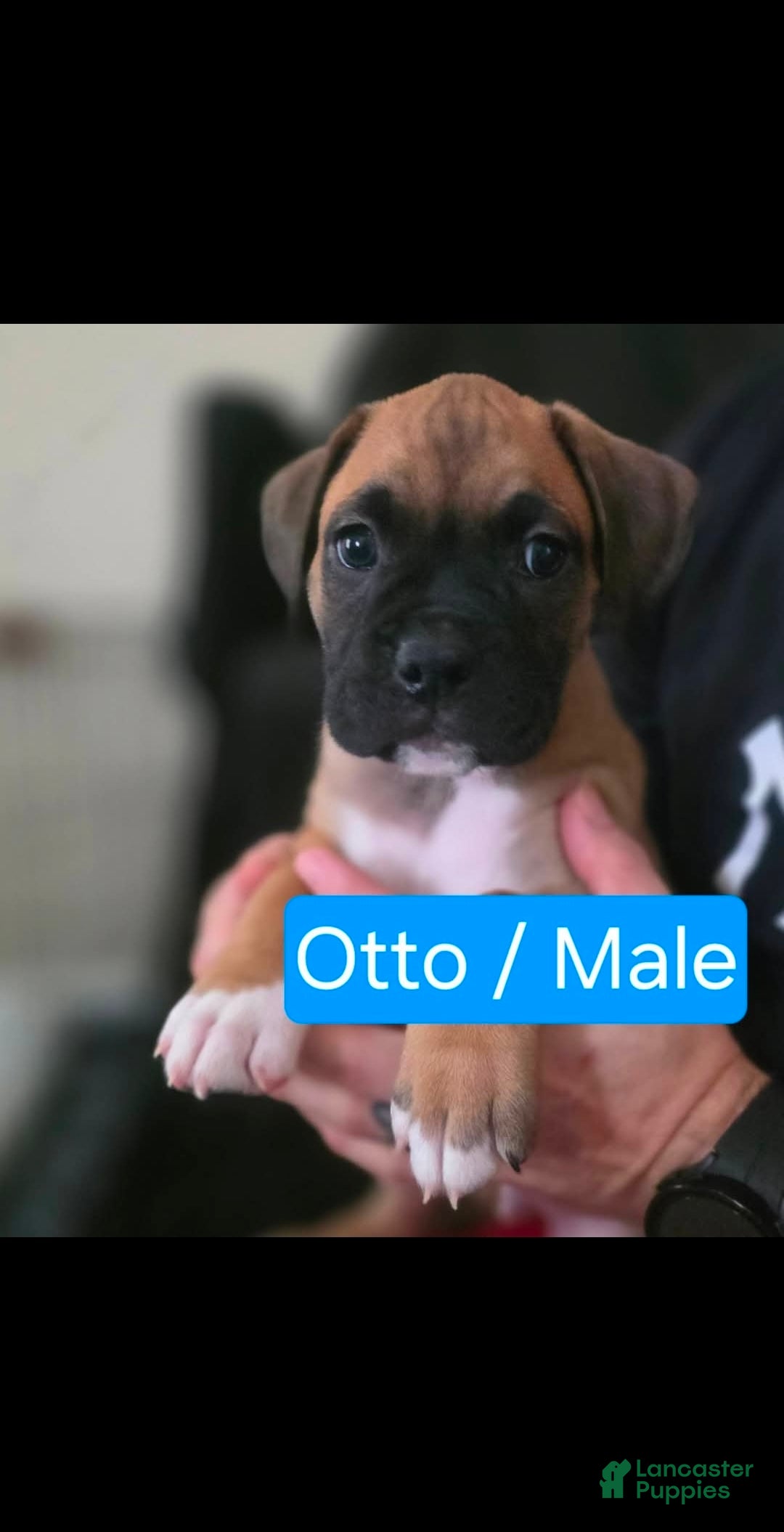 Boxer dogs Otto - Ad 30