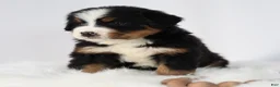 Bernese Mountain Dog dogs for sale: Rosie - Ad 3