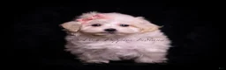 Maltipoo dogs for sale: Teeny Mimi - Ad 3