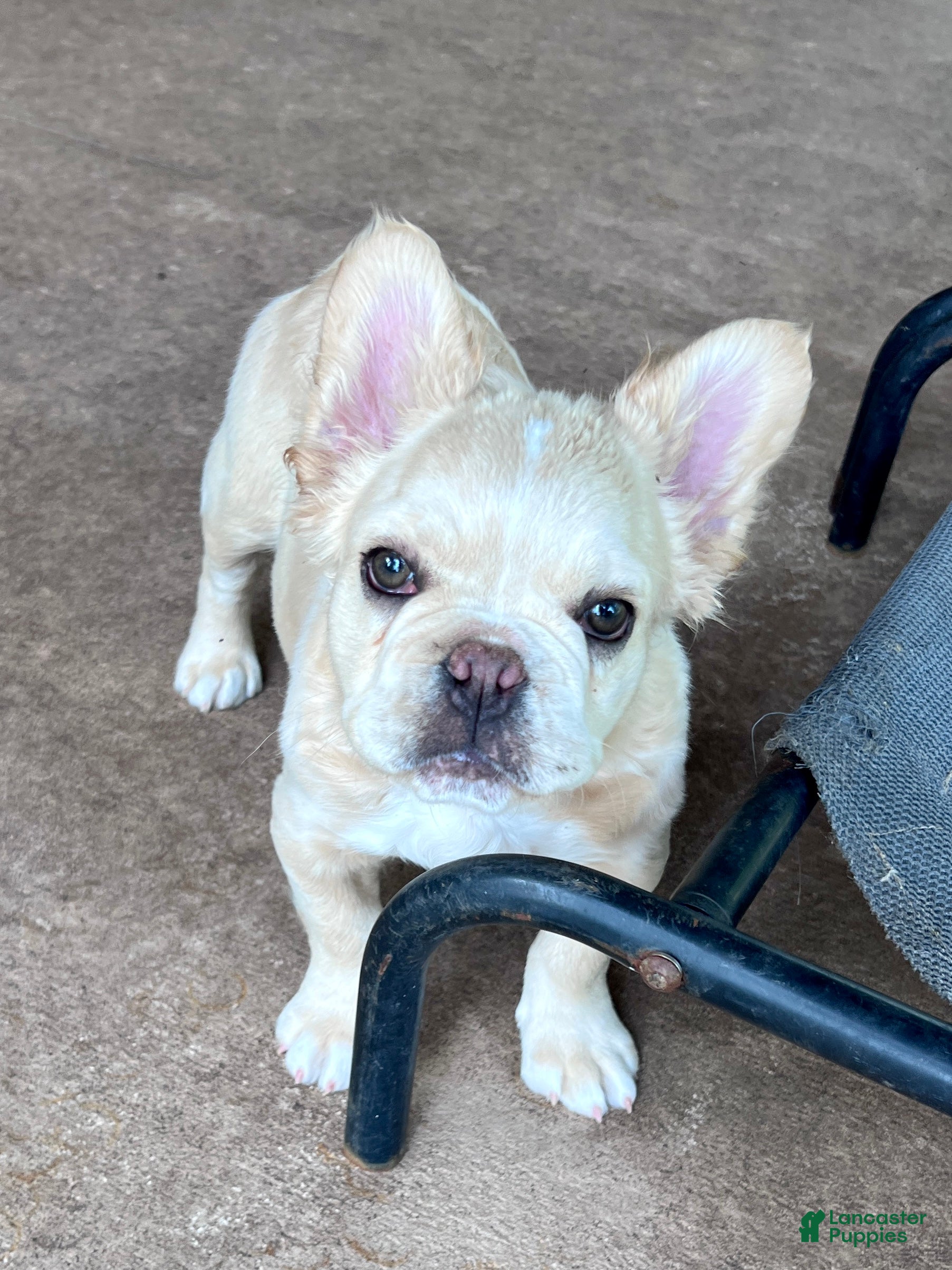 French Bulldog Puppies for sale in Raleigh, North Carolina