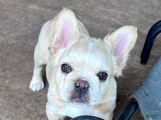 French Bulldog dogs - Ad 4