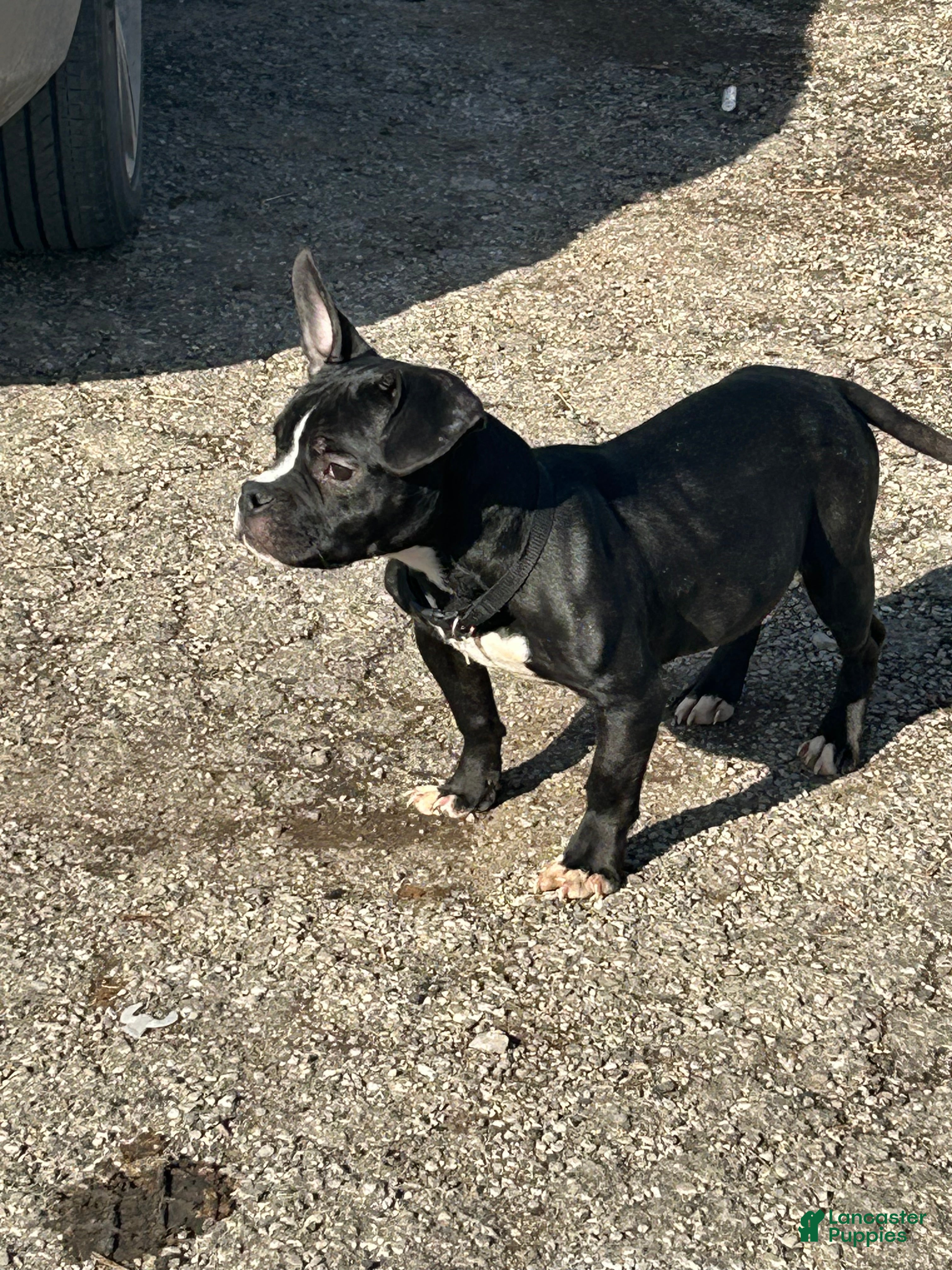 American Bully dogs Yoda - Ad 13