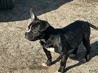 American Bully dogs Yoda - Ad 13