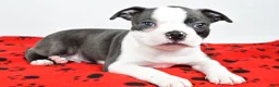 Boston Terrier dogs for sale: Tanner - Ad 8