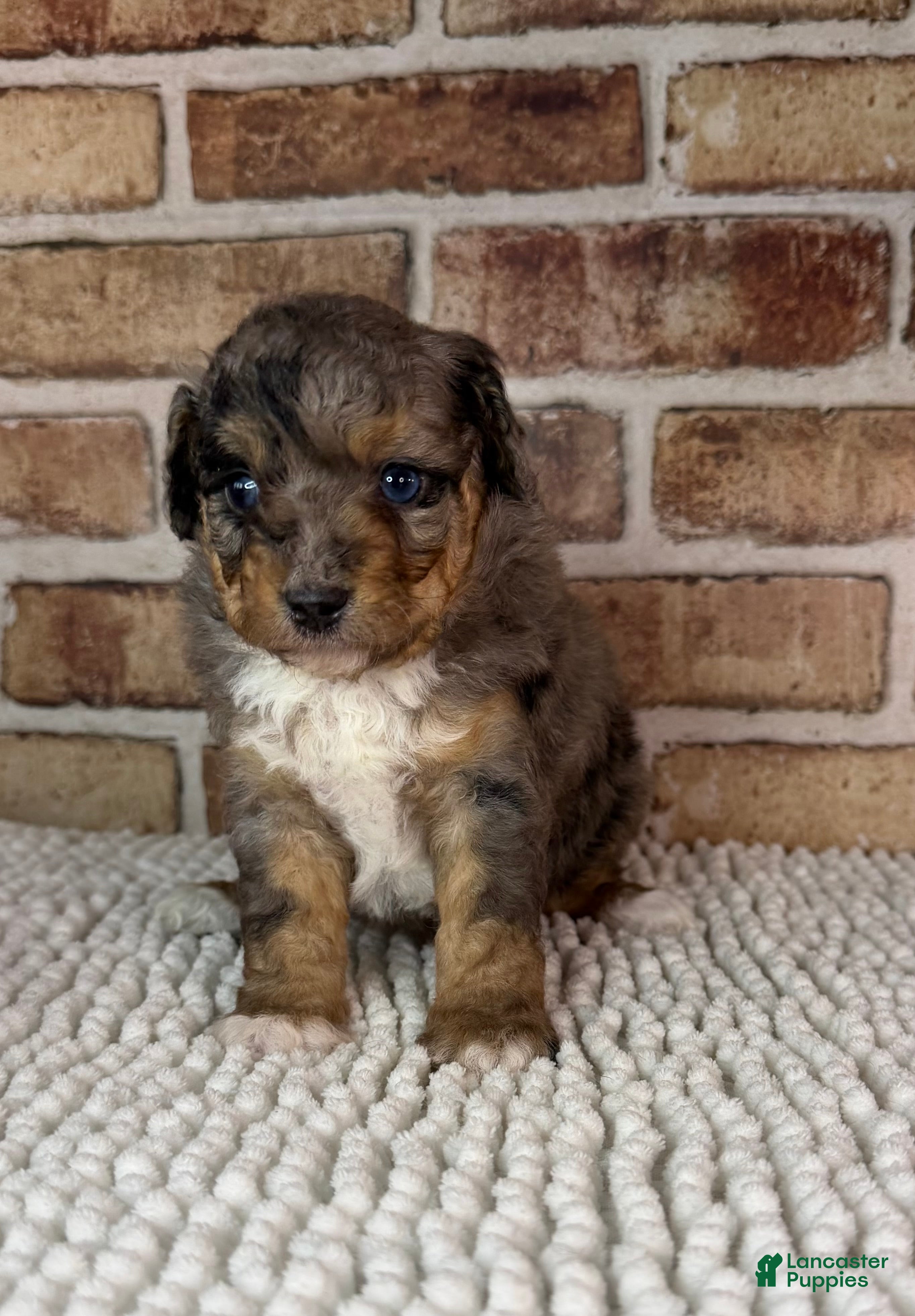 Mini Aussiedoodle dogs Tipsy - Ad 2